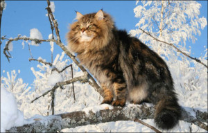 siberian cat